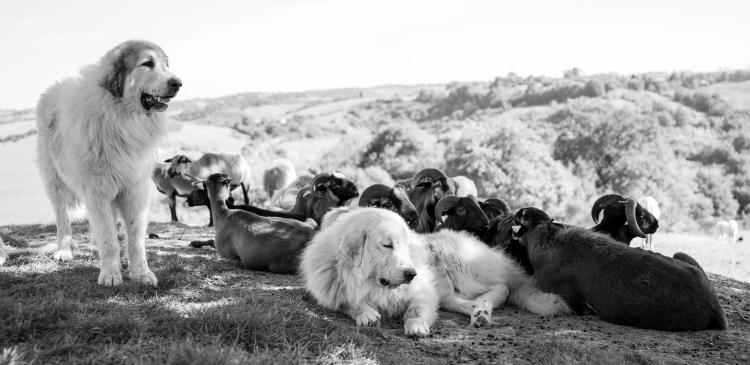 Chiens de protection, la solution pour protéger les troupeaux, les bergers et les loups ?