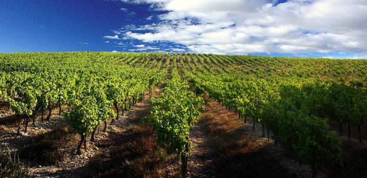 Protéger la vigne : techniques naturelles et biologiques contre ravageurs et maladies