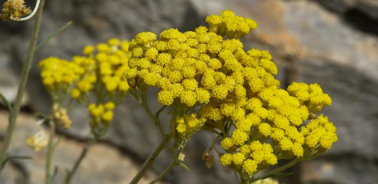 Plantes Médicinales Courantes : Vertus et Utilisation Pratique