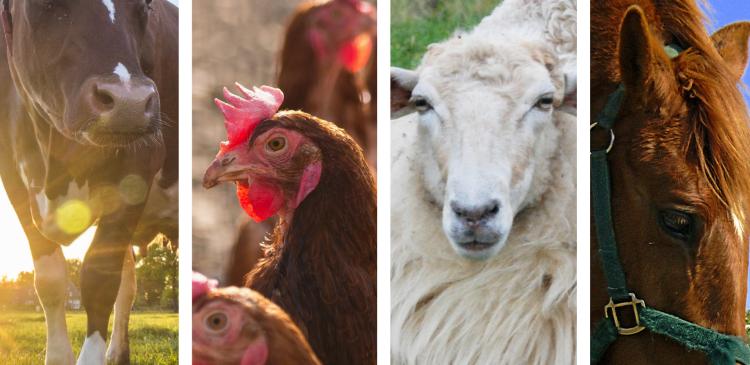 Des bases de la physiologie animale aux pratiques de l'éleveur