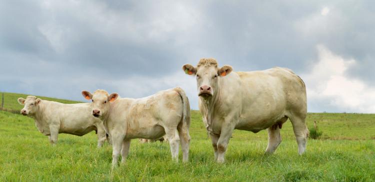 Mieux valoriser la prairie permanente en élevage allaitant