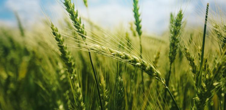 Agriculture et écologie : cultiver autrement grâce aux bons choix agronomiques