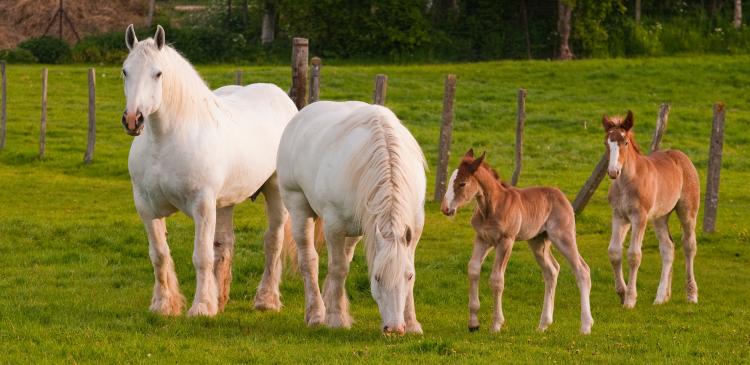 Élevage éthique : besoins, comportements et relations du jeune cheval