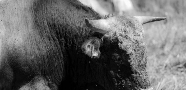 Des bovins paisibles et coopératifs grâce à l’éthologie