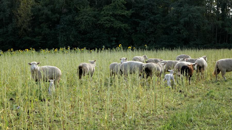 texte alternatif