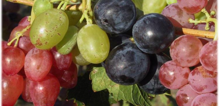 Produire du raisin de table bio
