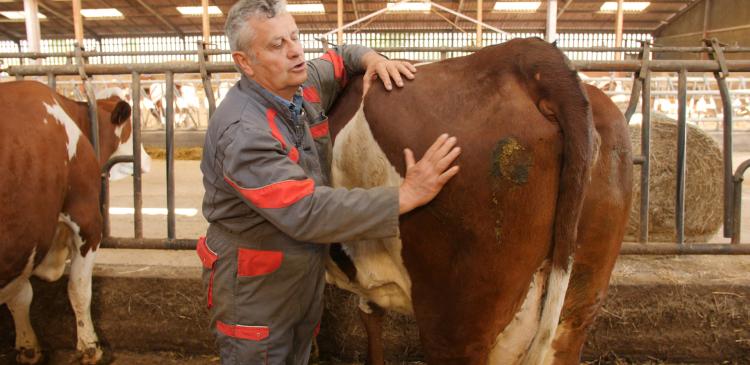 La médecine manuelle pour les animaux : L'ostéopathie au service de votre élevage