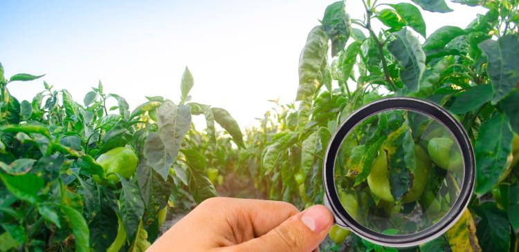 Soignez vos cultures autrement : découvrez la puissance insoupçonnée de l’agro-homéopathie