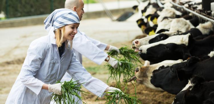 Soigner ses vaches laitières avec les plantes et les huiles essentielles.