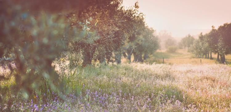 Permaculture : principes, pratiques et vision d’avenir