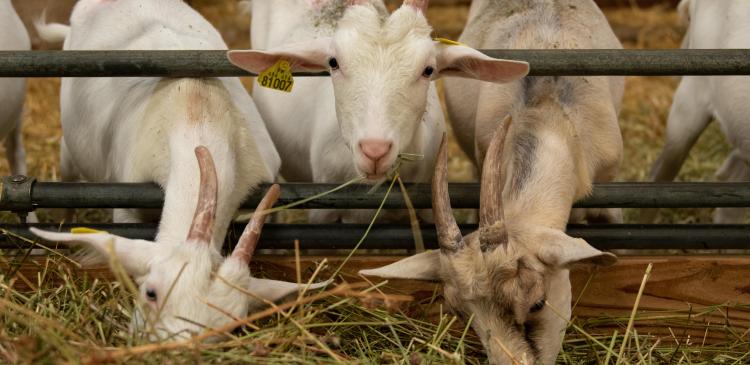Éleveurs : apprenez à composer des rations adaptées pour vos troupeaux