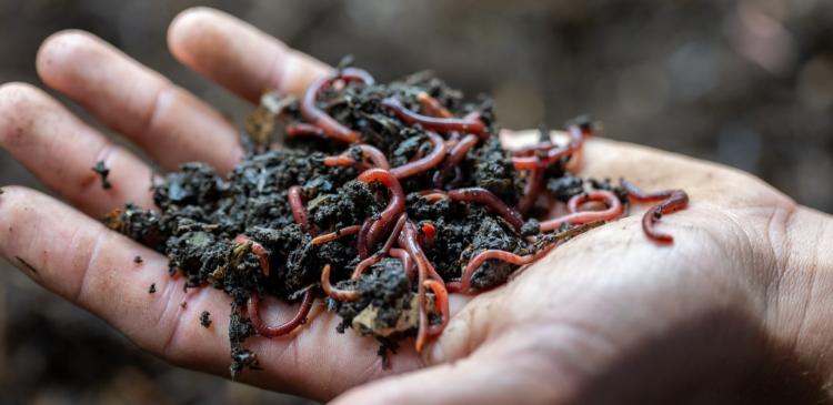 Valoriser des biodéchets grâce aux vers de terre Lombricompostage et lombriculture