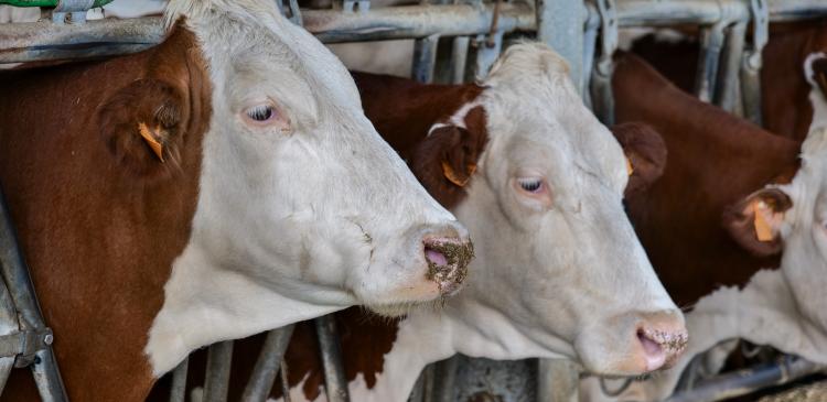 Soigner ses vaches laitières avec les plantes et les huiles essentielles.