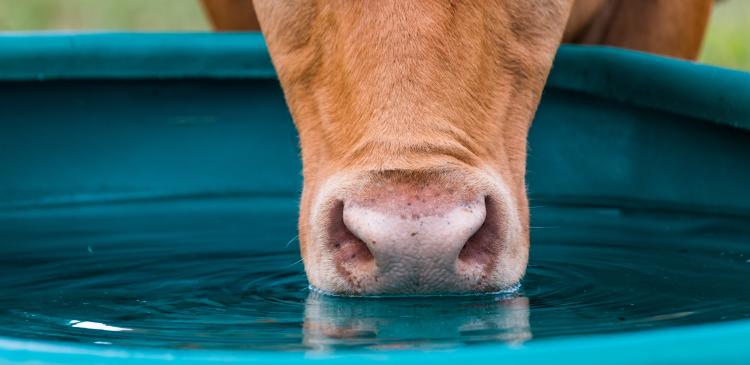 Quelle eau faire boire aux animaux ? Un enjeu majeur pour l’éleveur