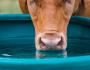 vignette article Quelle eau faire boire aux animaux ? Un enjeu majeur pour l’éleveur