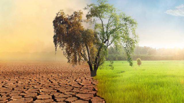 Climat : quelles adaptations pour le monde agricole